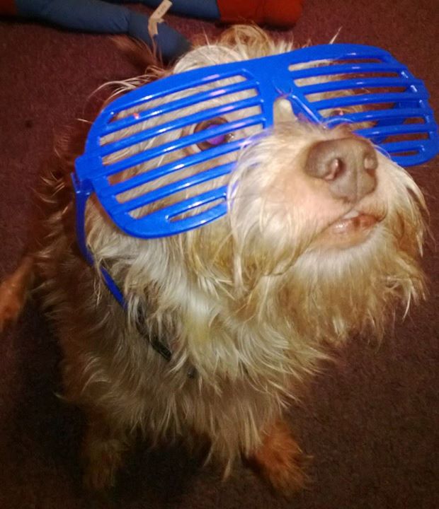 NexGard “Doggone Funny”